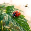 Bio & Természetes növényvédelem